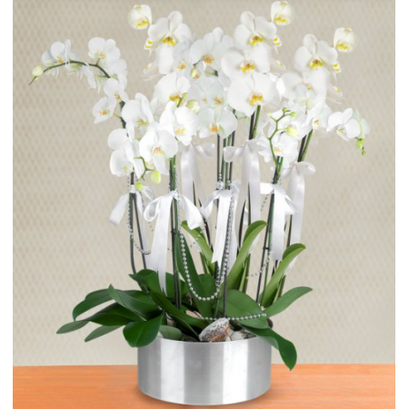 8 dal beyaz orkide 